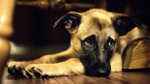 sad-dog-on-hardwood-floor-0n